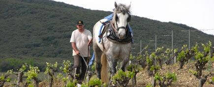 L'histoire de l'abbaye Sylva Plana membre de l'Association des Vins d'Abbayes: vins bio AOP Faugères - AOC Faugères